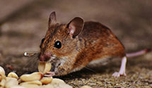 24 Hour & Emergency Exterminators in Timber Lake, CO